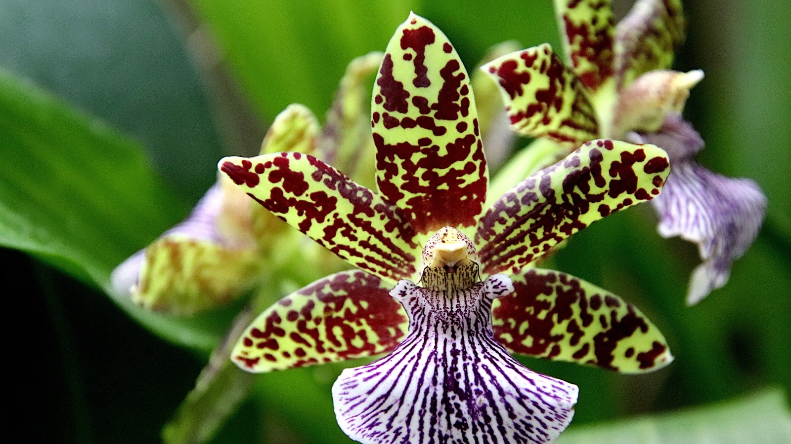 Красивая пятнистая экзотическая орхидея