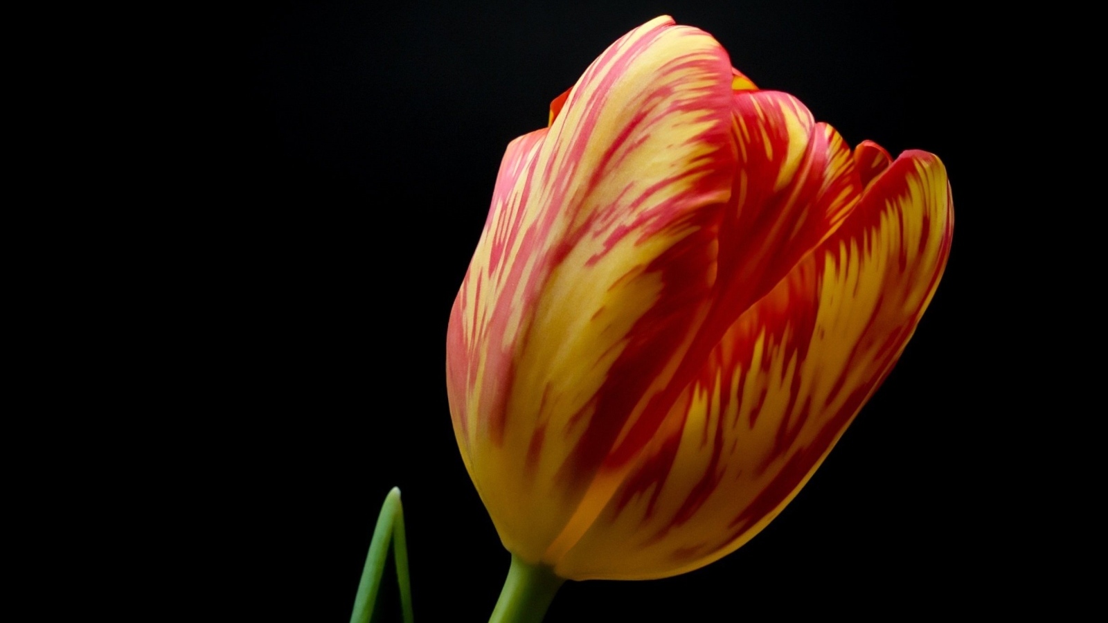 Красивый тюльпан на черном фоне