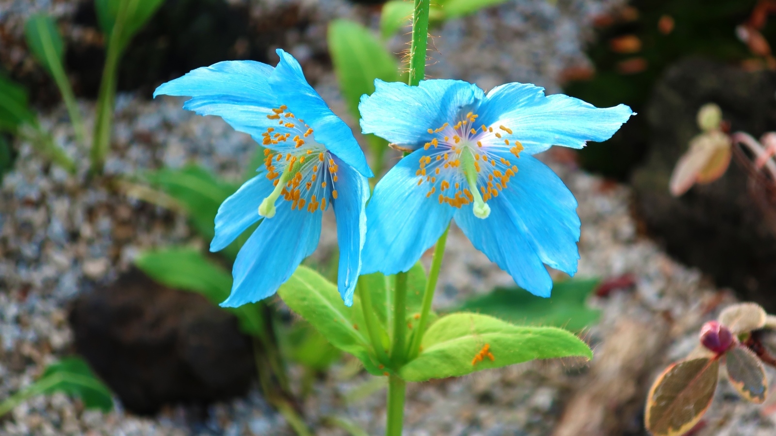 Красивые необычные голубые цветы крупным планом