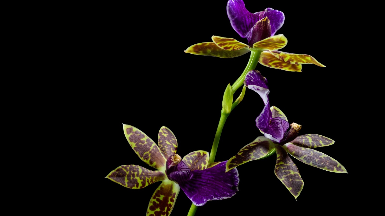Красивая необычная пятнистая орхидея на черном фоне