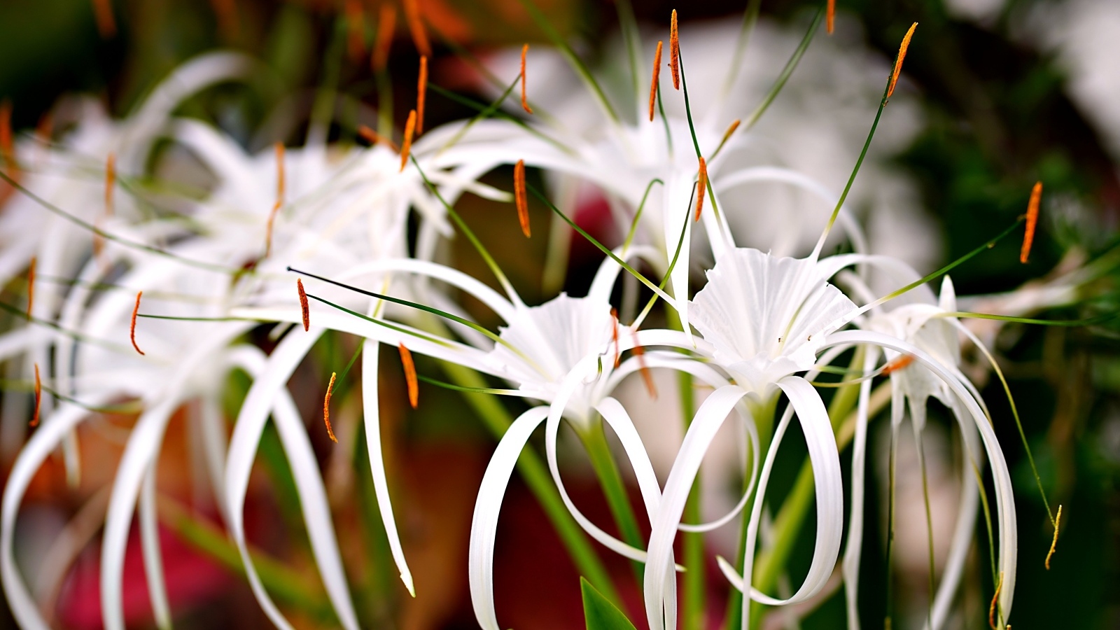 Красивые необычные белые лилии