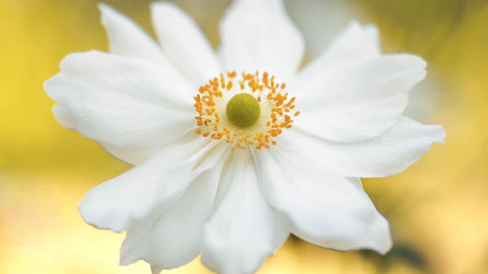 Красивый белый цветок анемоны крупным планом