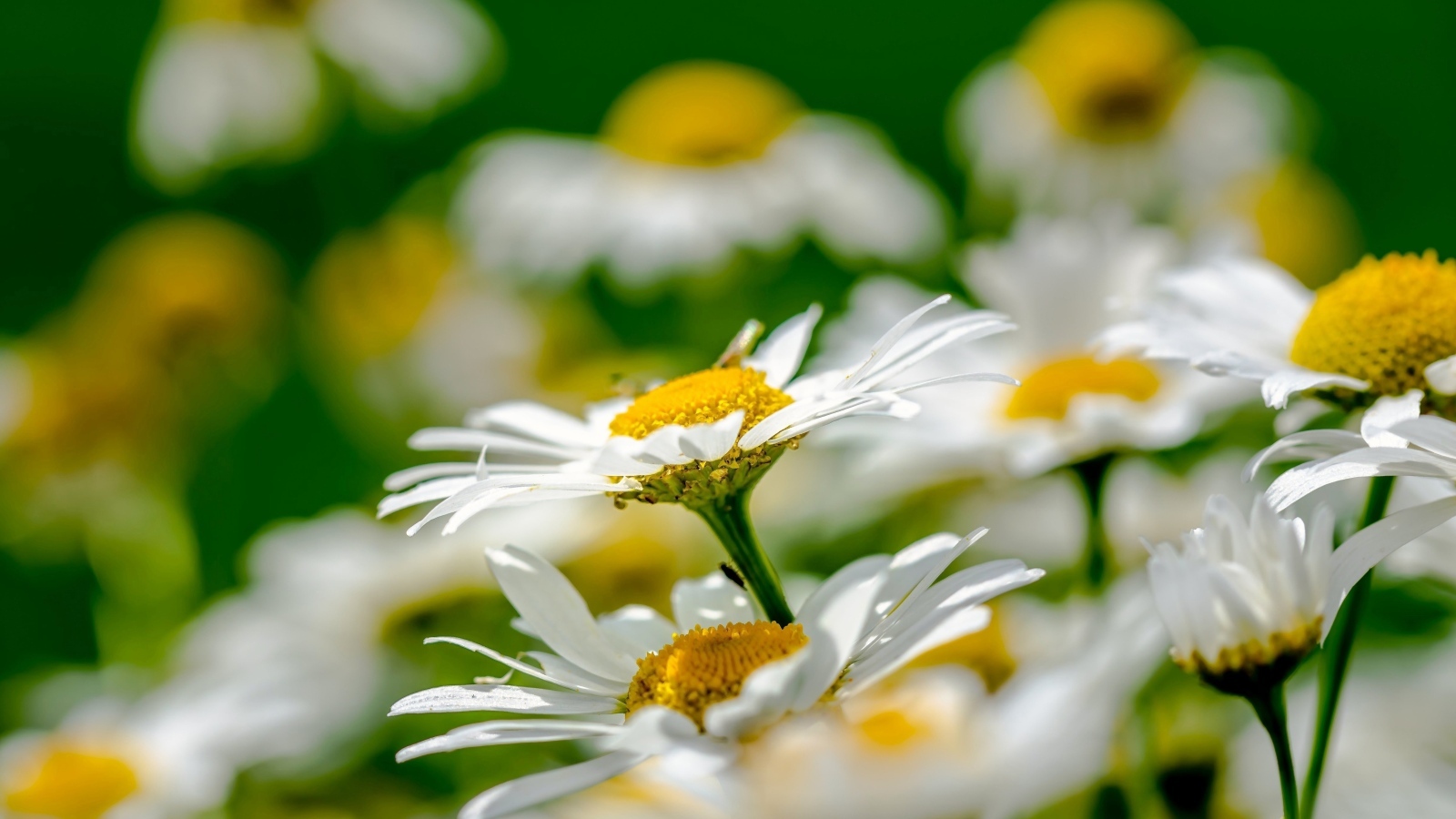 Красивые белые ромашки с желтой серединкой
