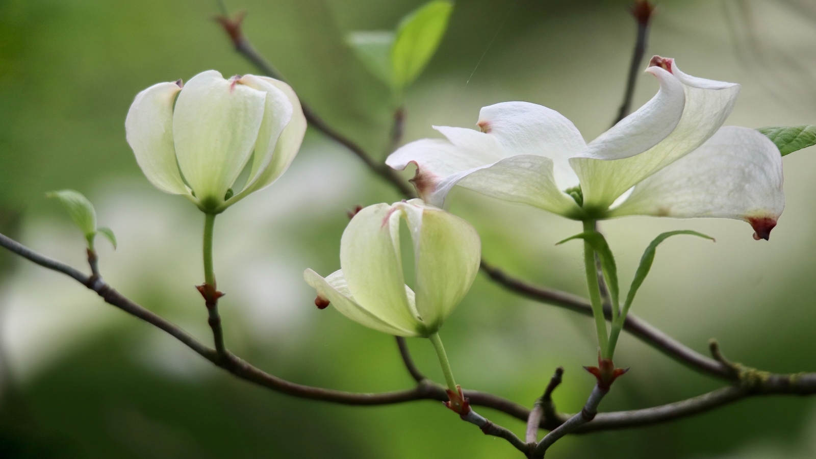 Красивые белые цветы кизила на ветке