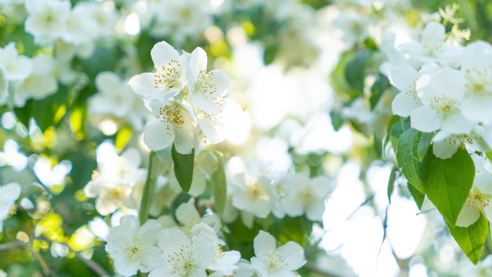 Красивые белые ароматные цветы жасмина