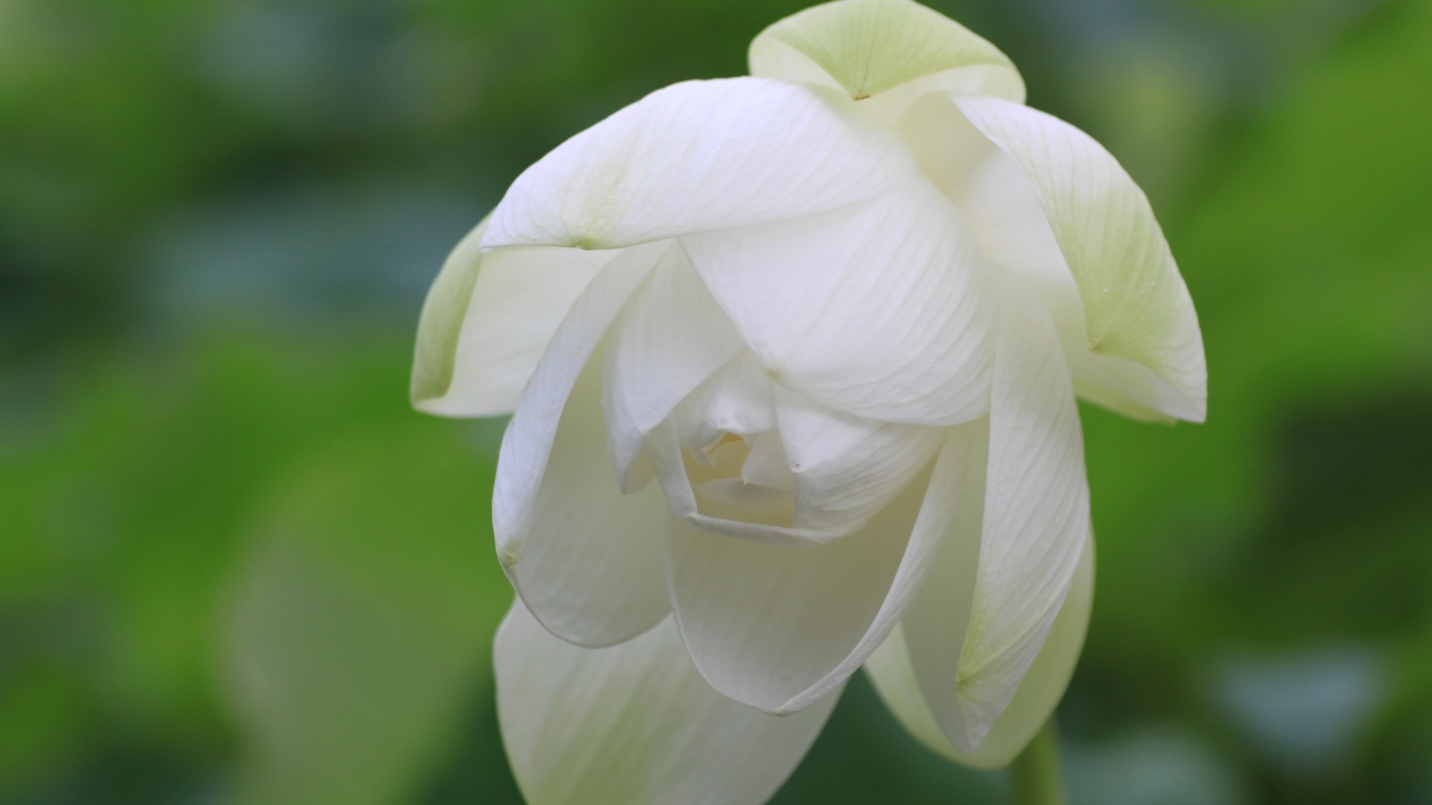 Beautiful white lotus flower close up