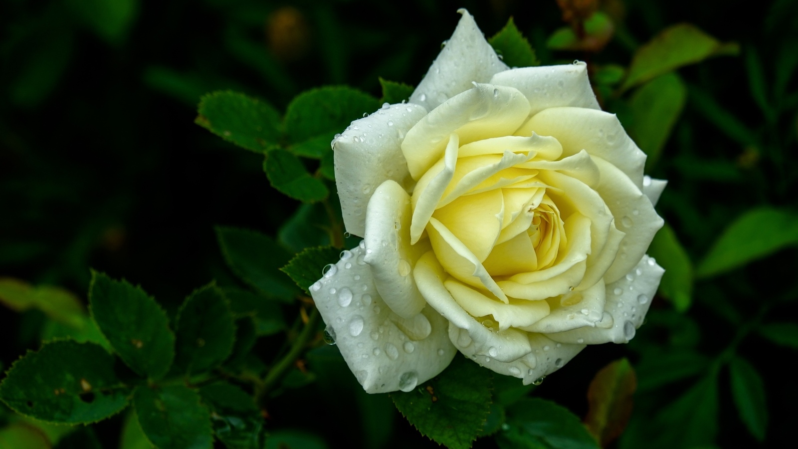 Красивая белая роза в каплях росы на клумбе летом