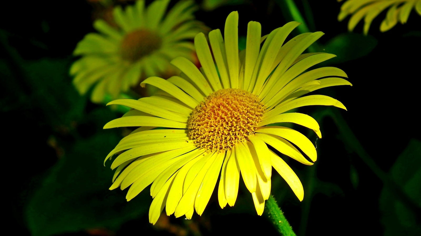 Красивые желтые ромашки вблизи