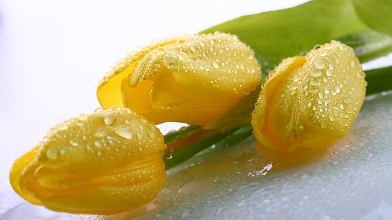 Красивые желтые тюльпаны в каплях воды