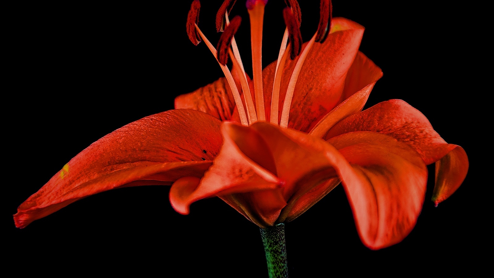 Большая красивая красная лилия на черном фоне