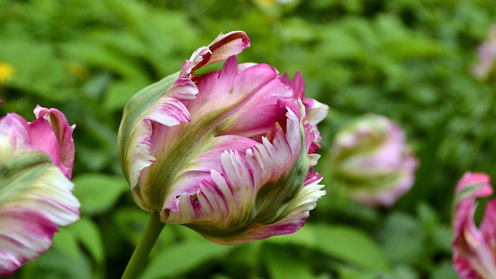 Распускающийся розовый тюльпан на клумбе