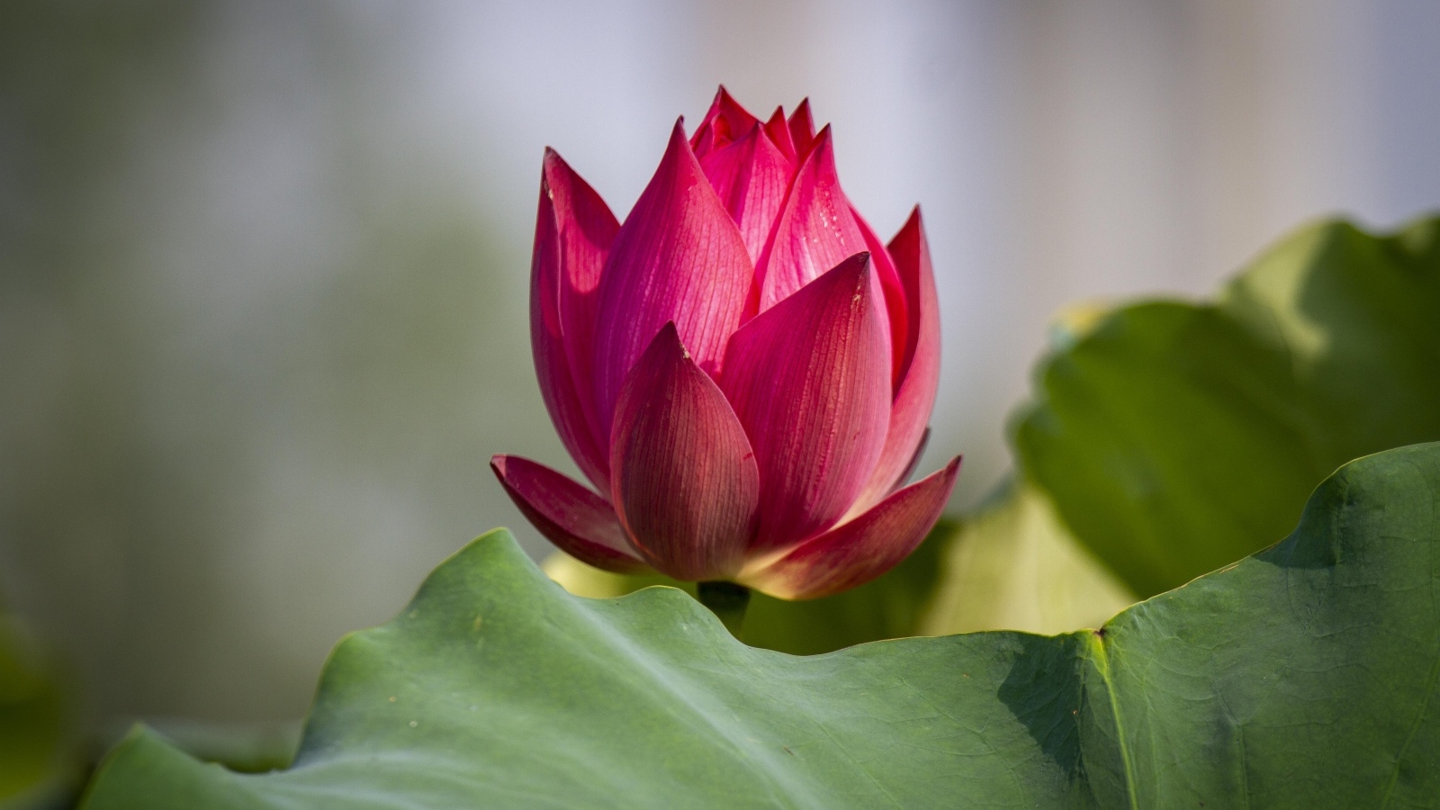 Распускающийся красный цветок лотоса с зелеными листьями