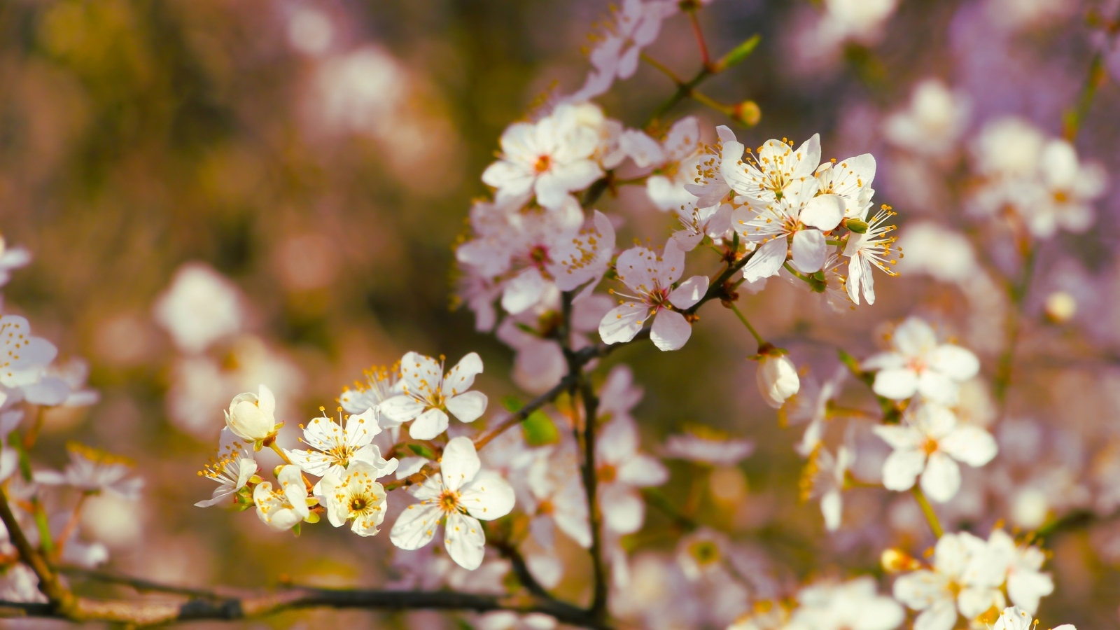 Цветущие ветки вишни весной в лучах солнца