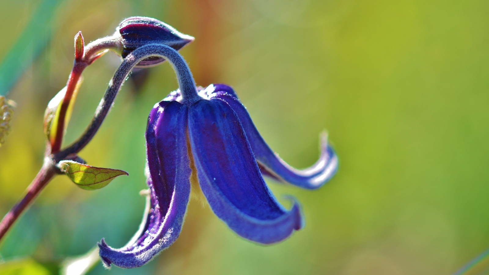 Синий цветок колокольчика крупным планом