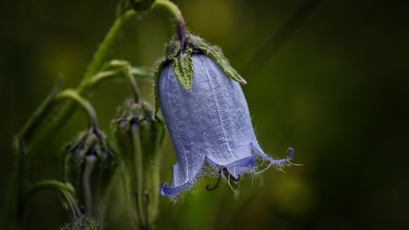 Синий опустившийся цветок колокольчика