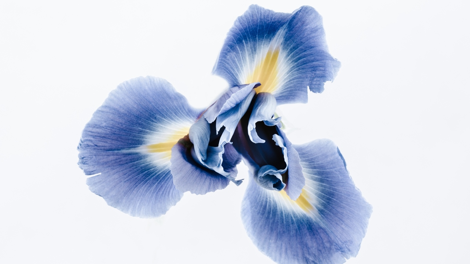 Синий цветок ириса на сером фоне