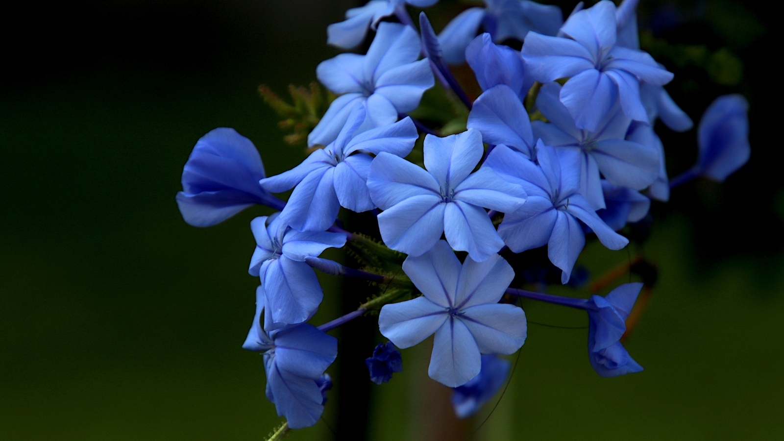 Голубой цветок флоксы крупным планом