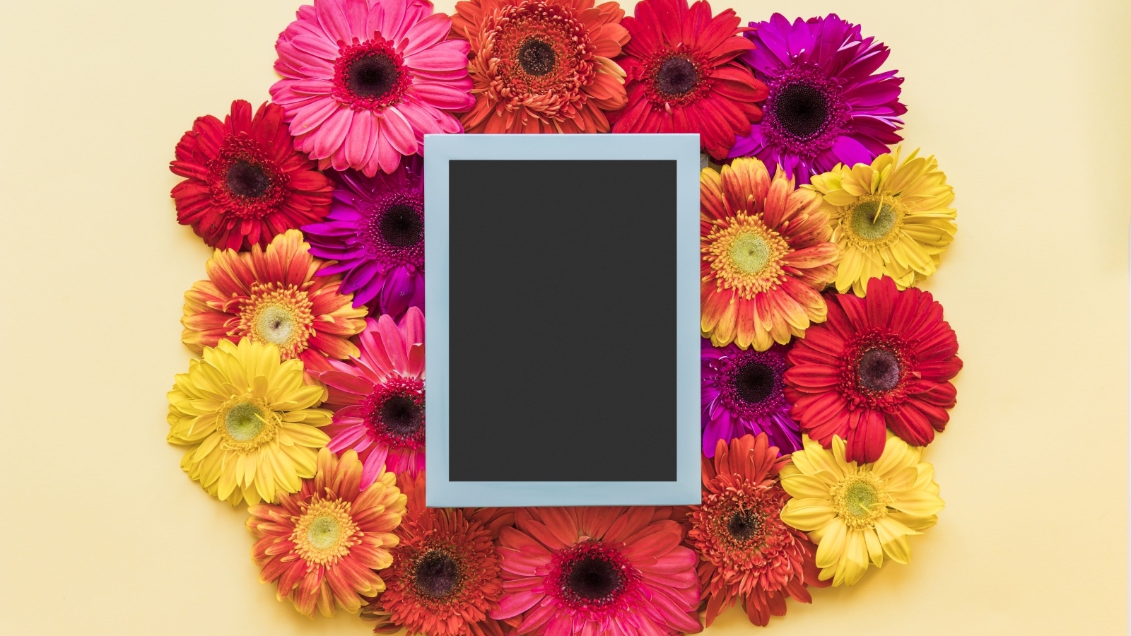 Букет разноцветных гербер с рамкой