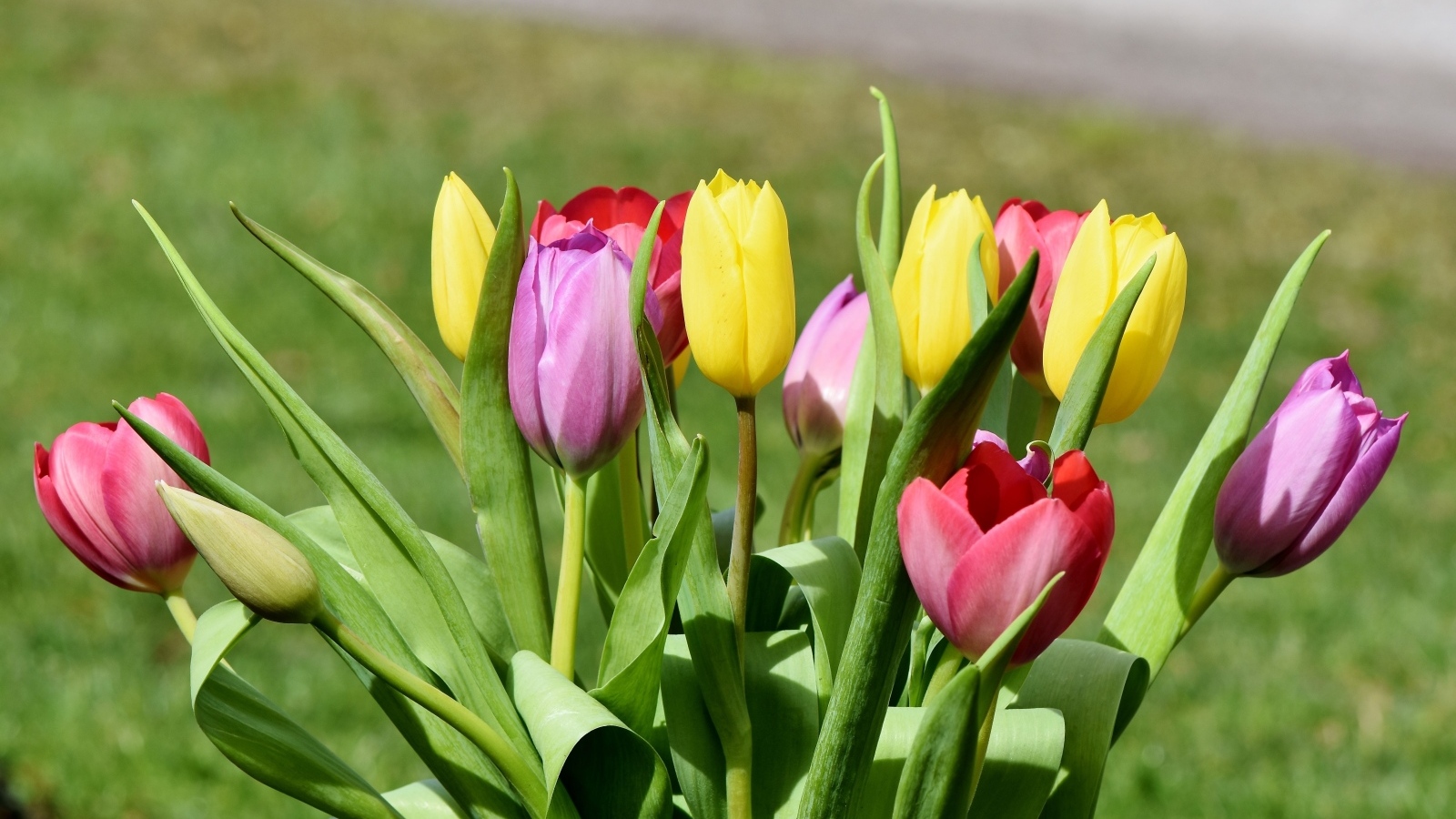 Букет свежих разноцветных тюльпанов