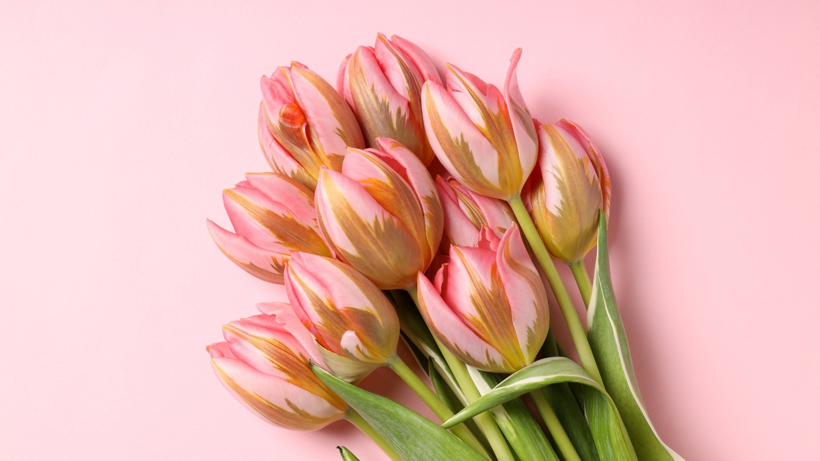 Букет свежих тюльпанов на розовом фоне