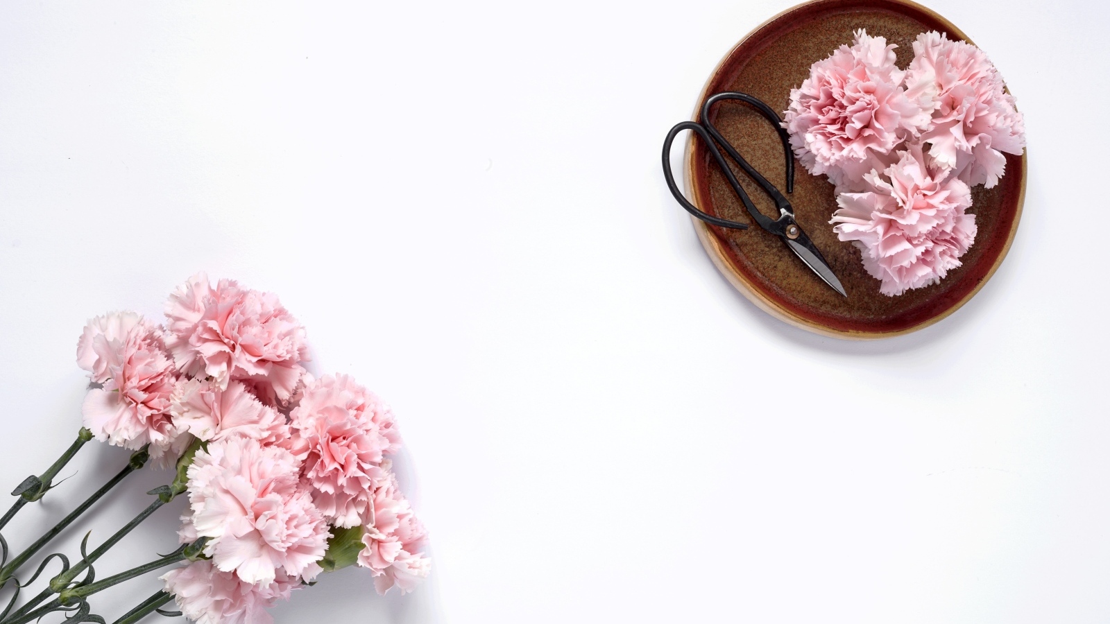 Букет розовых гвоздик с ножницами на белом фоне