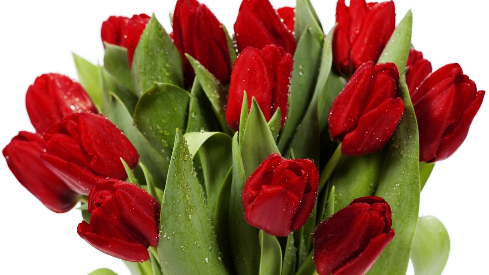 Букет красных тюльпанов в каплях росы