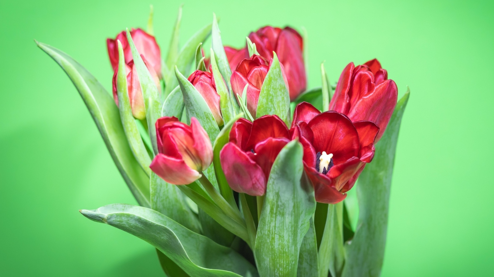 Букет красных тюльпанов на зеленом фоне