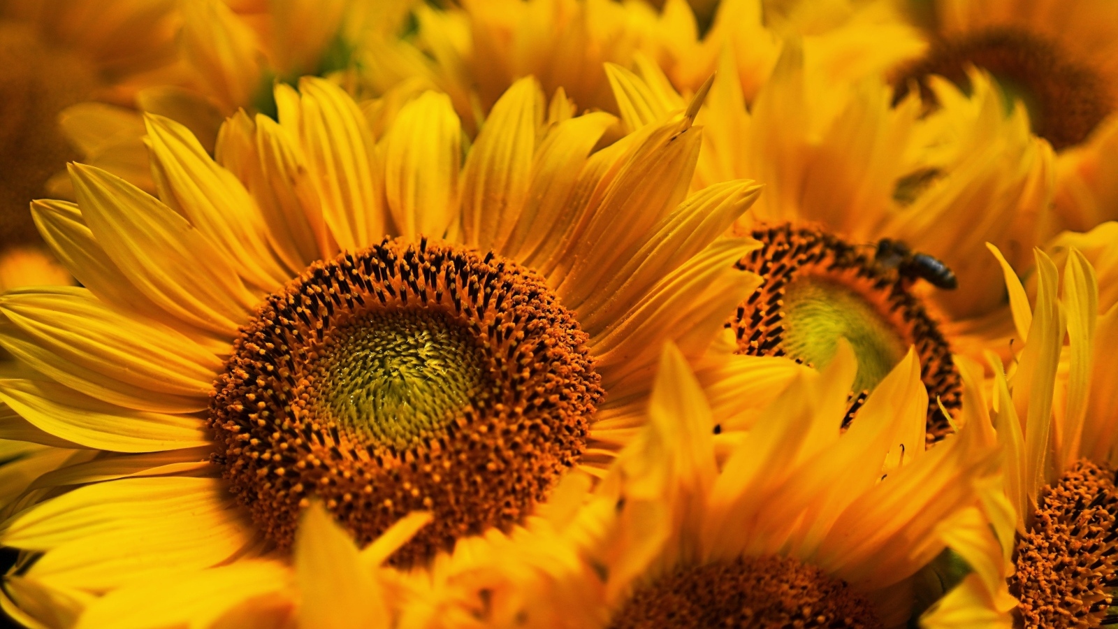 Букет из желтых цветов подсолнуха