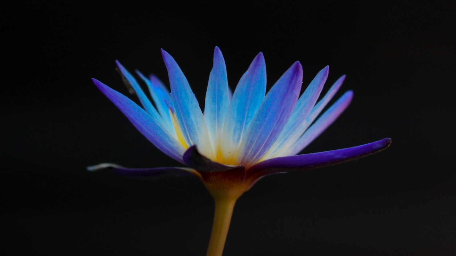 Яркий фиолетовый цветок лотоса на черном фоне