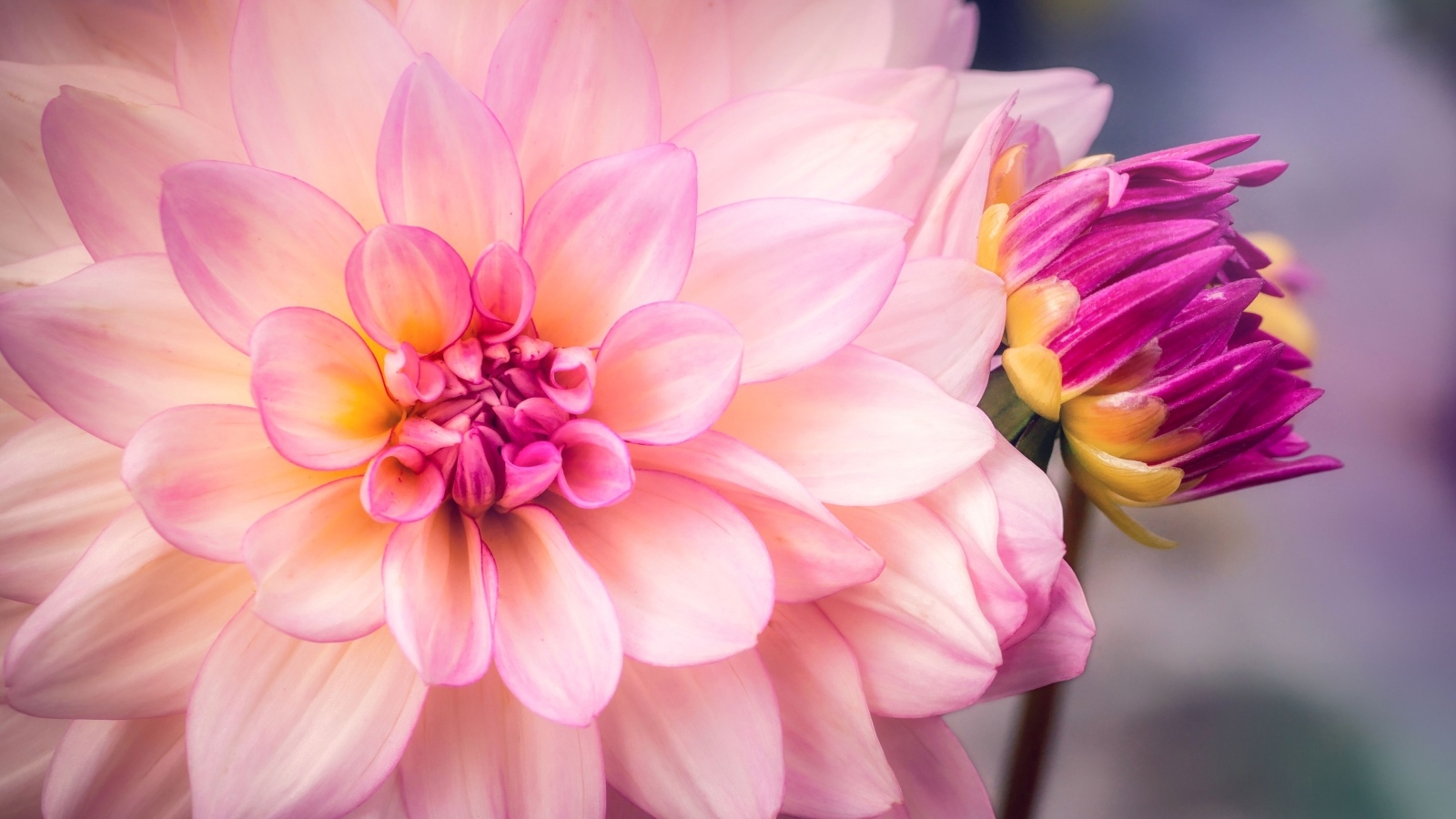 Бутон и распустившаяся георгина крупным планом