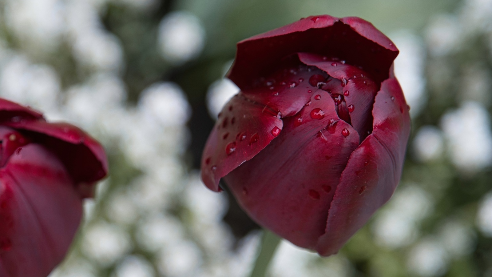 Бордовый тюльпан в каплях дождя