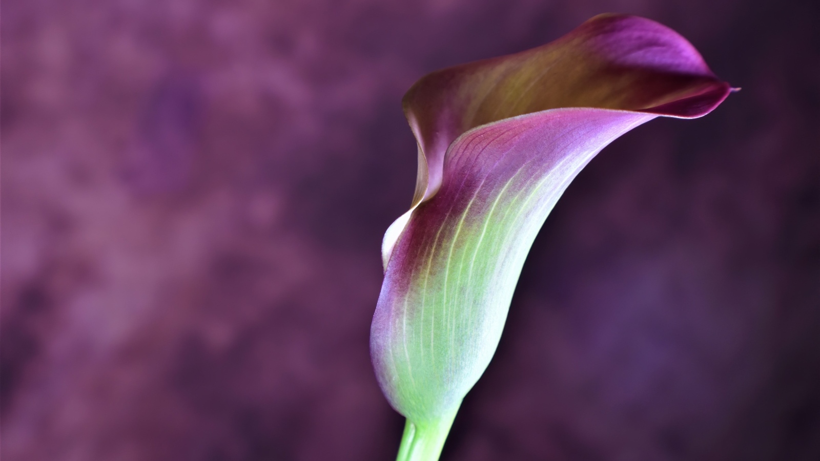 Цветок калла крупным планом