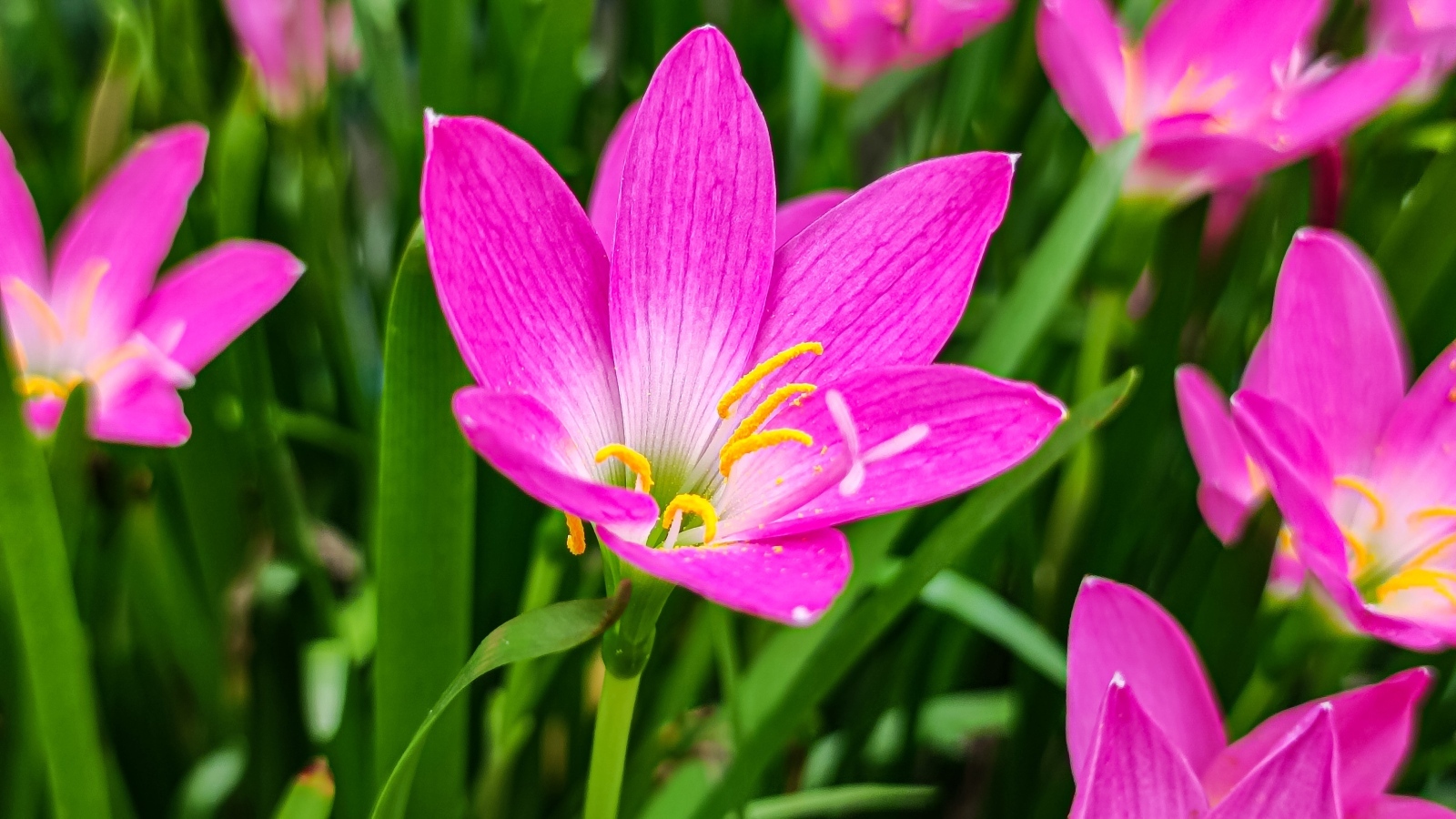 Розовые на клумбе крупным планом