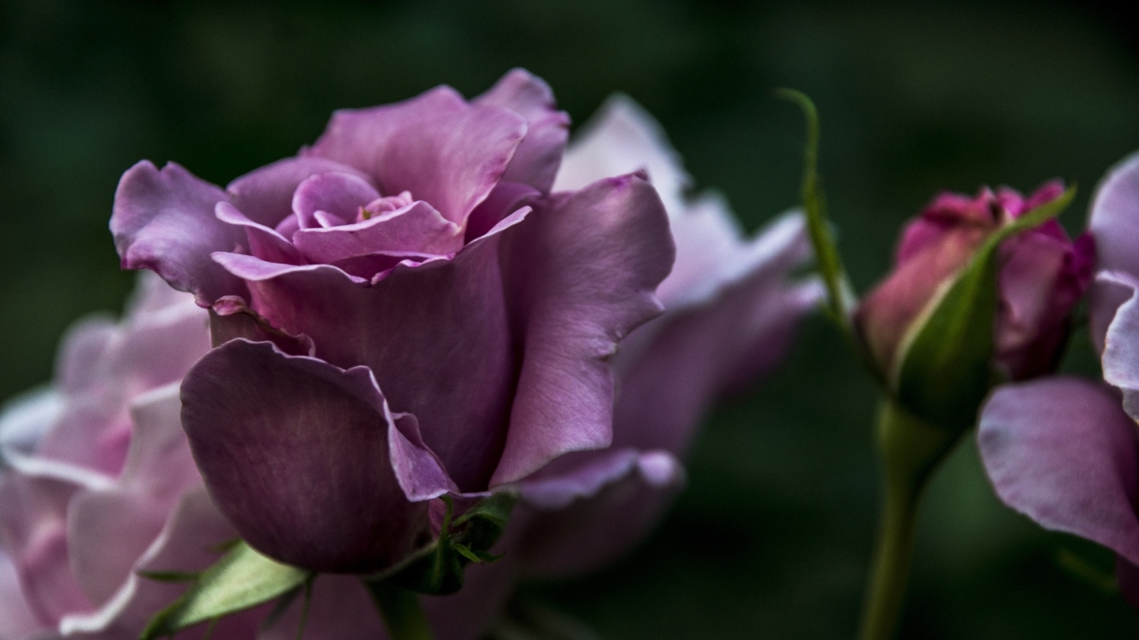 Кривые нежно розовые розы с бутонами