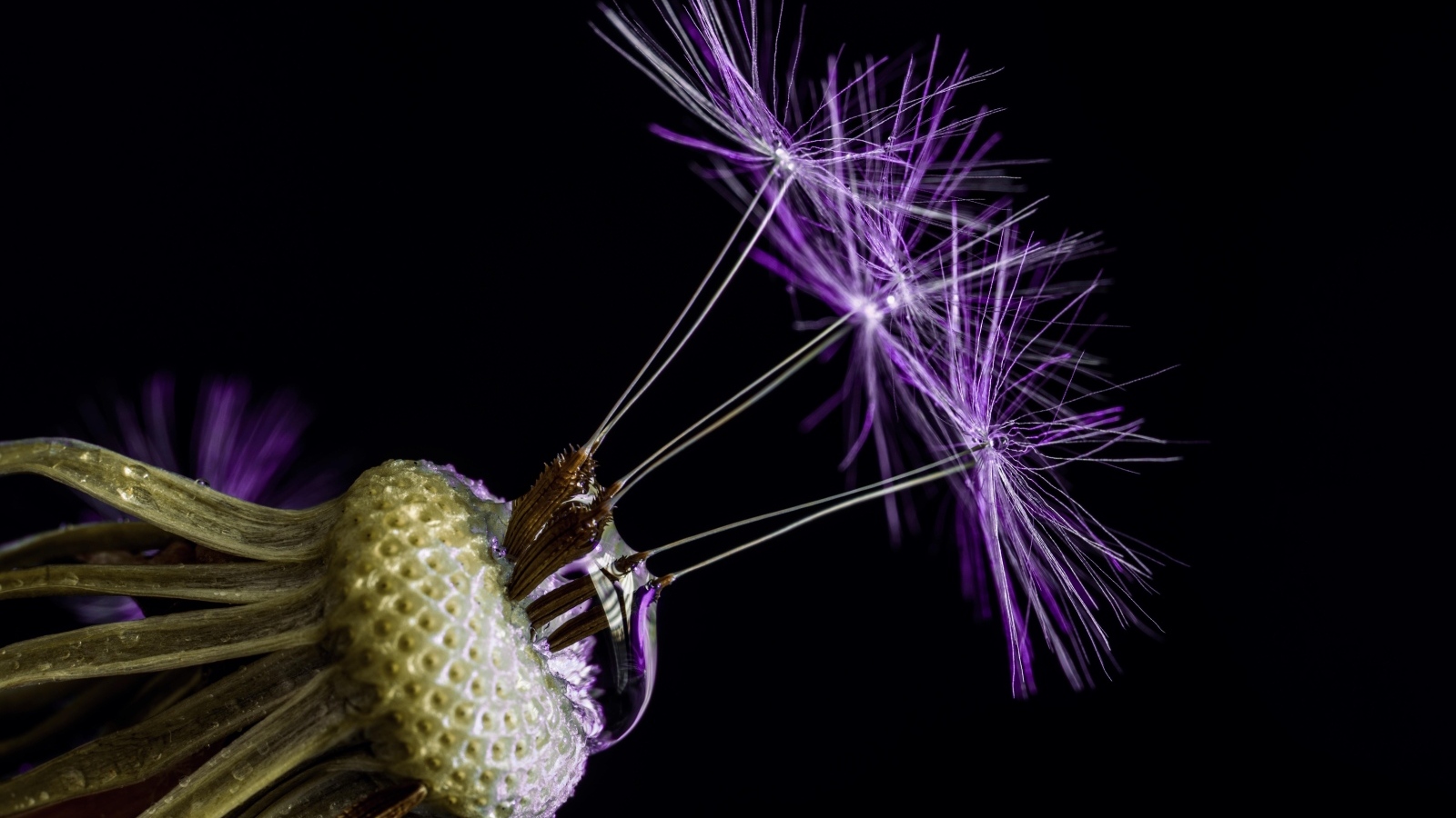 Цветок одуванчика на черном фоне крупным планом