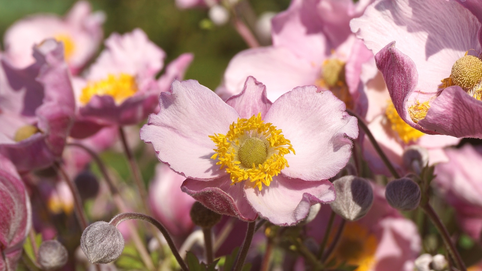 Нежные цветы анемона с бутонами крупным планом
