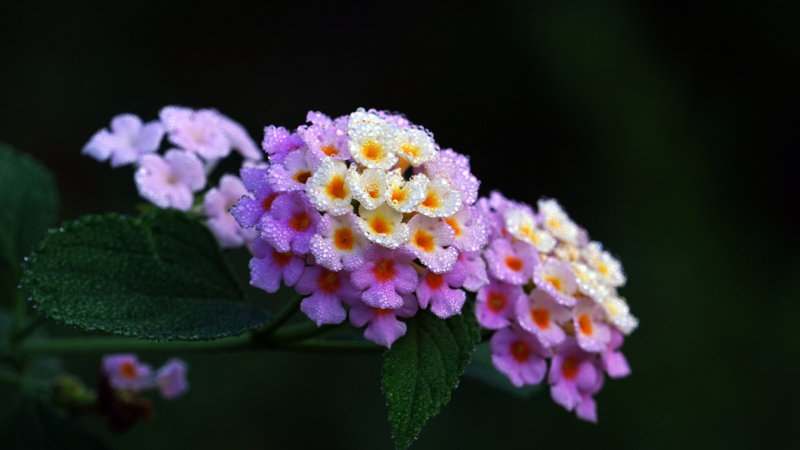 Нежный цветок лантана крупным планом