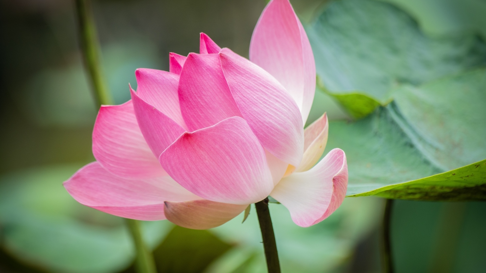 Нежные розовые лепестки красивого цветка лотоса