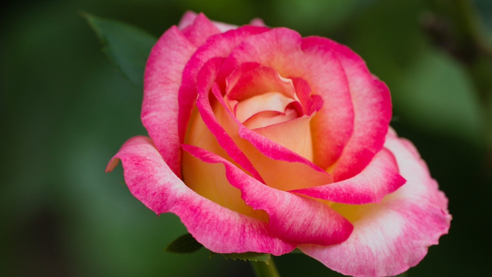 Нежная розовая роза крупным планом