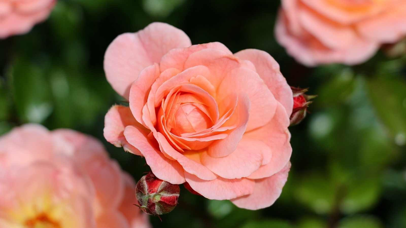 Нежная розовая роза с бутонами на клумбе