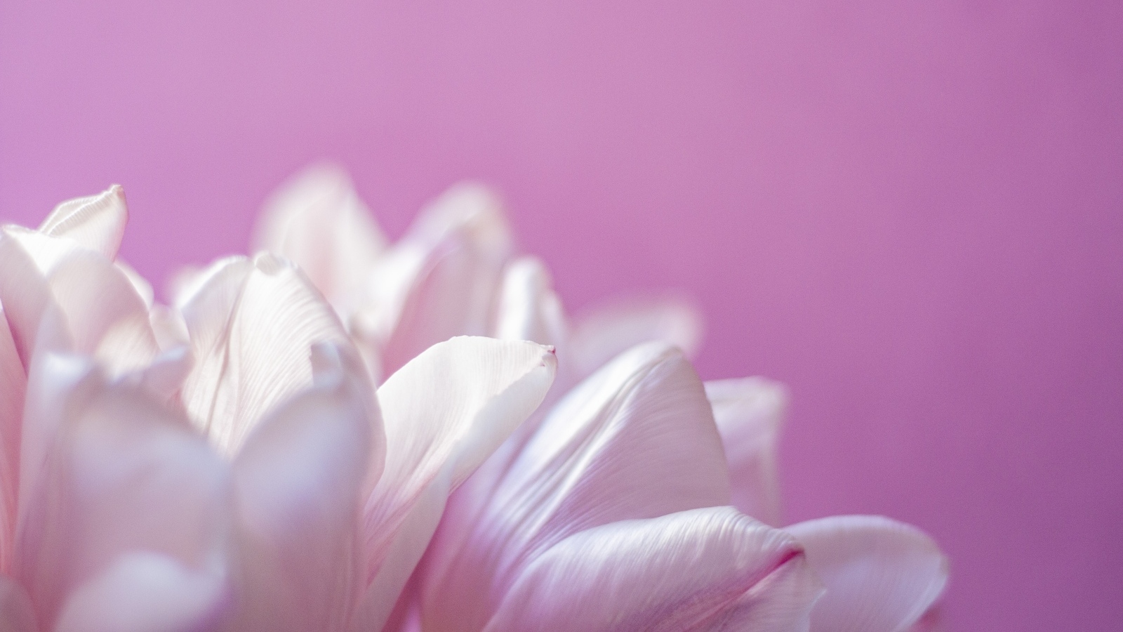 Нежные лепестки тюльпана на розовом фоне