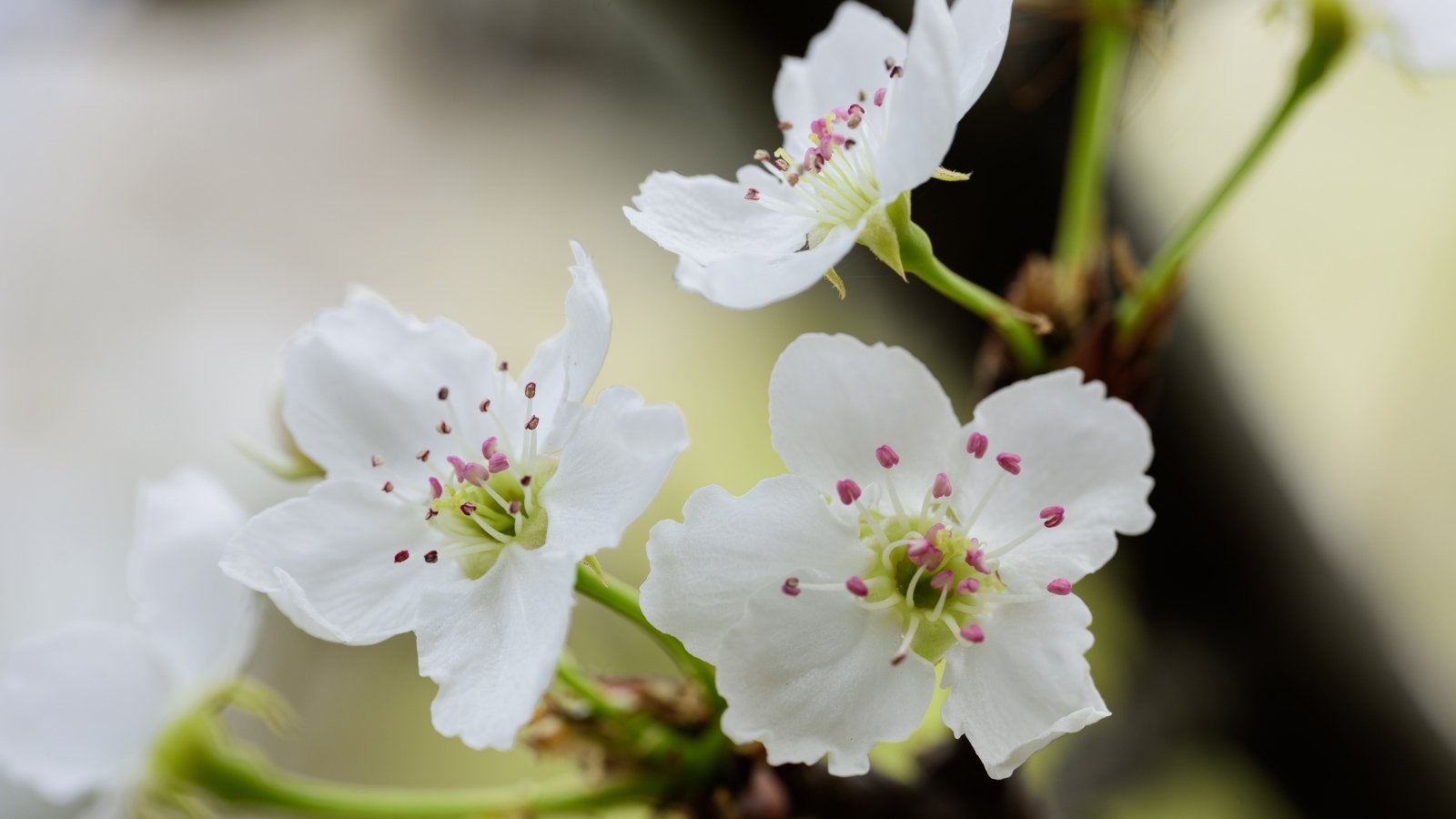 Нежные белые цветы вишни на ветках весной