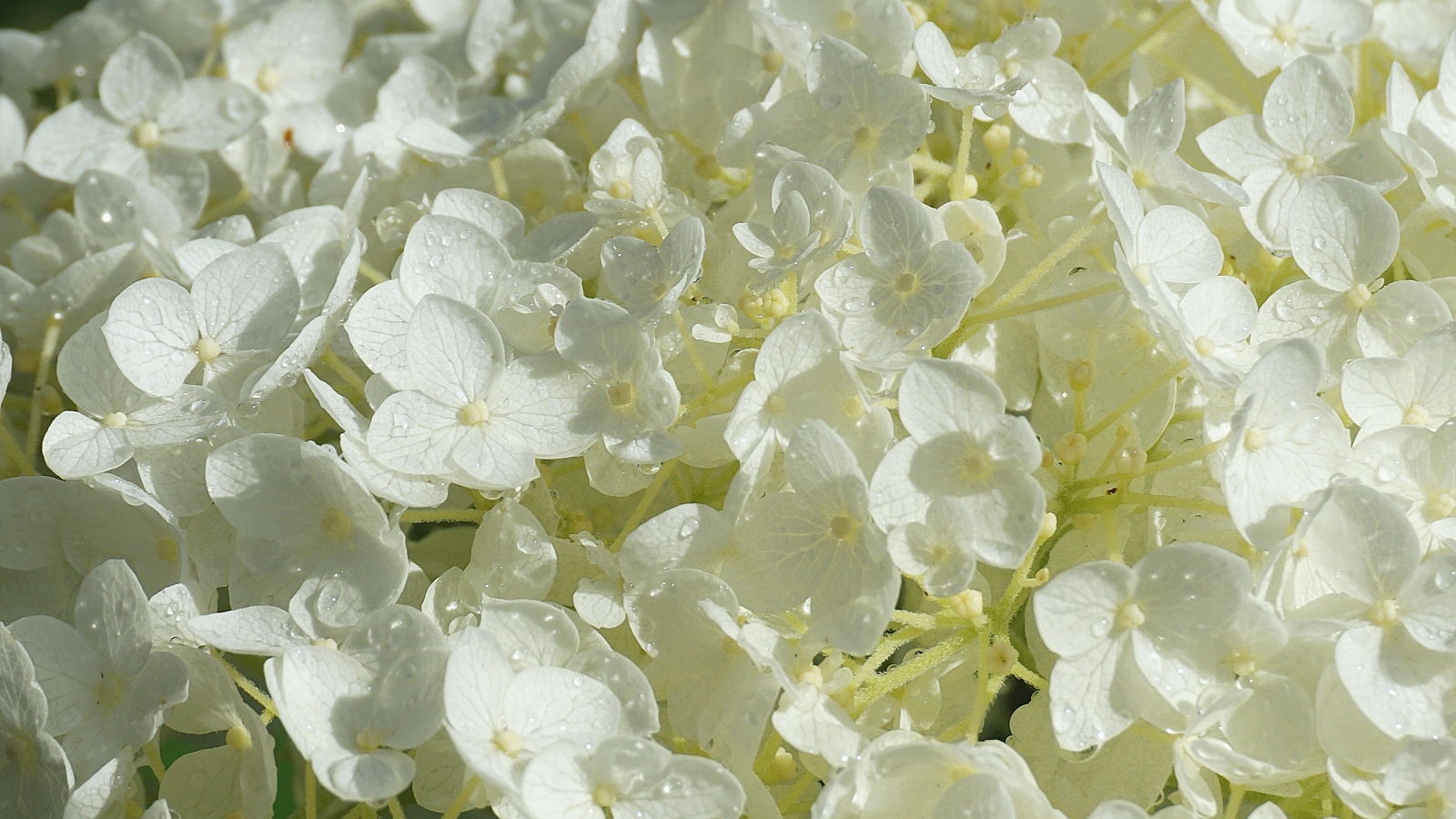 Нежный белый цветок гортензии в каплях росы