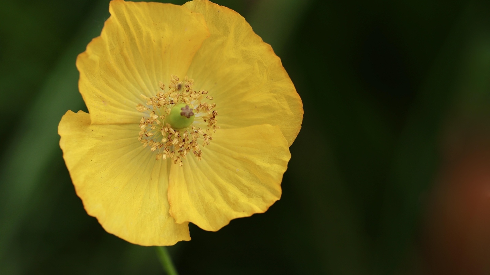 Нежный желтый цветок эшшольция крупным планом