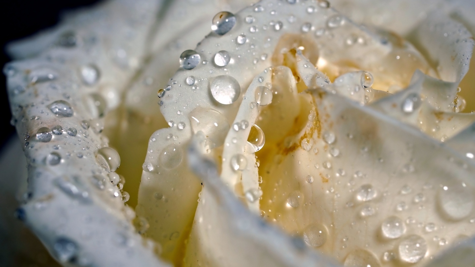 Капли росы на белых лепестках розы