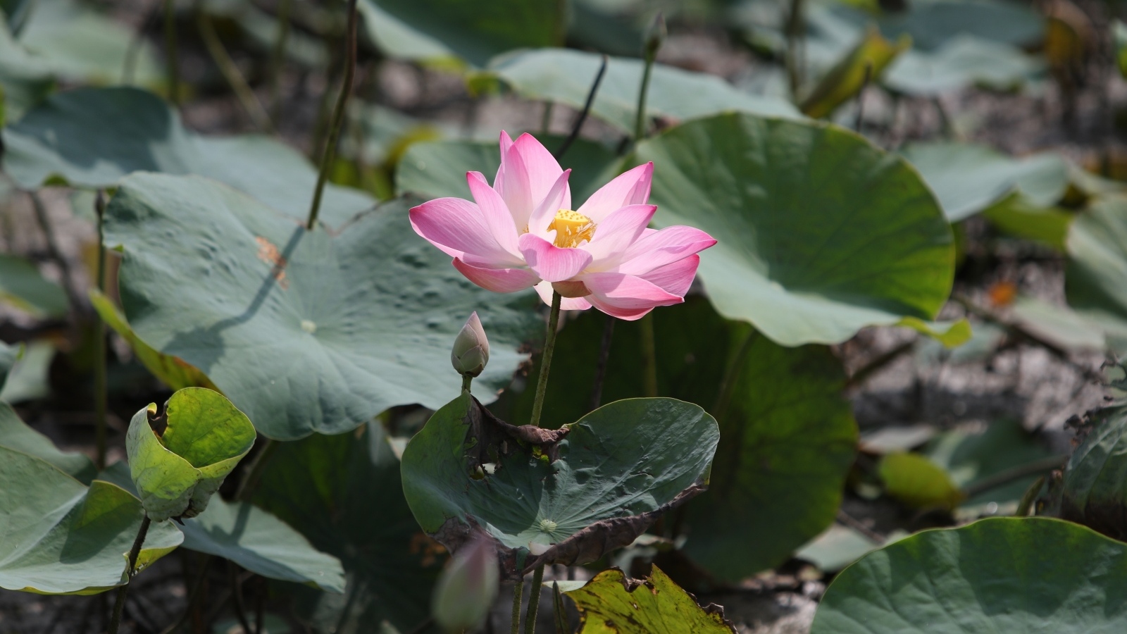 Экзотический цветок лотоса в воде крупным планом