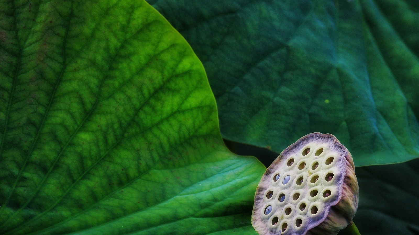 Отцветший цветок лотоса с зелеными листьями