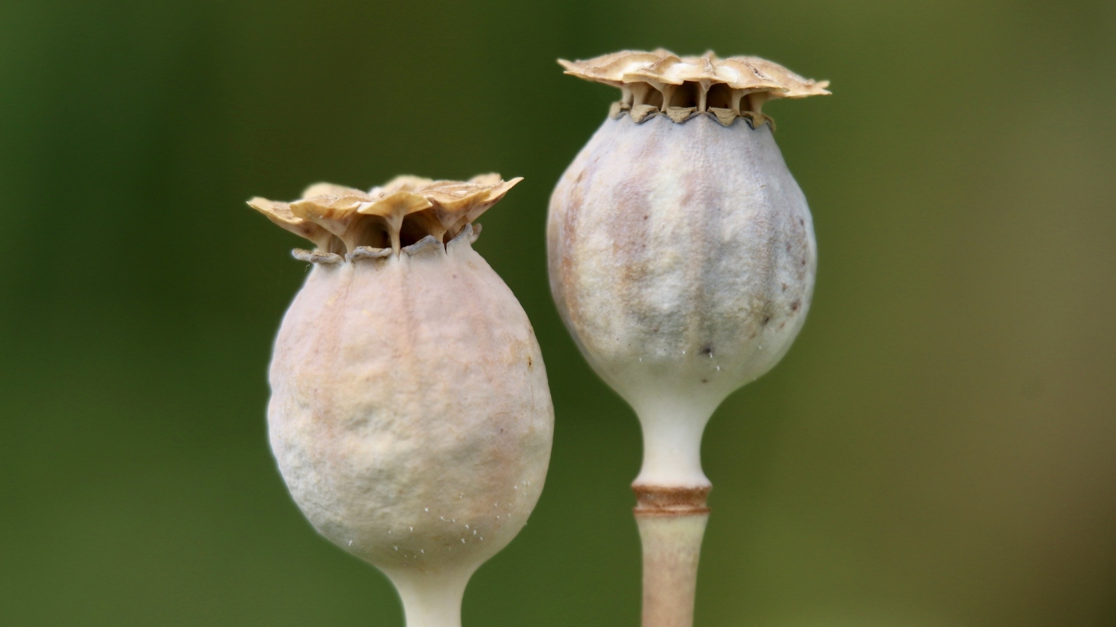 Отцветшие бутоны мака крупным планом