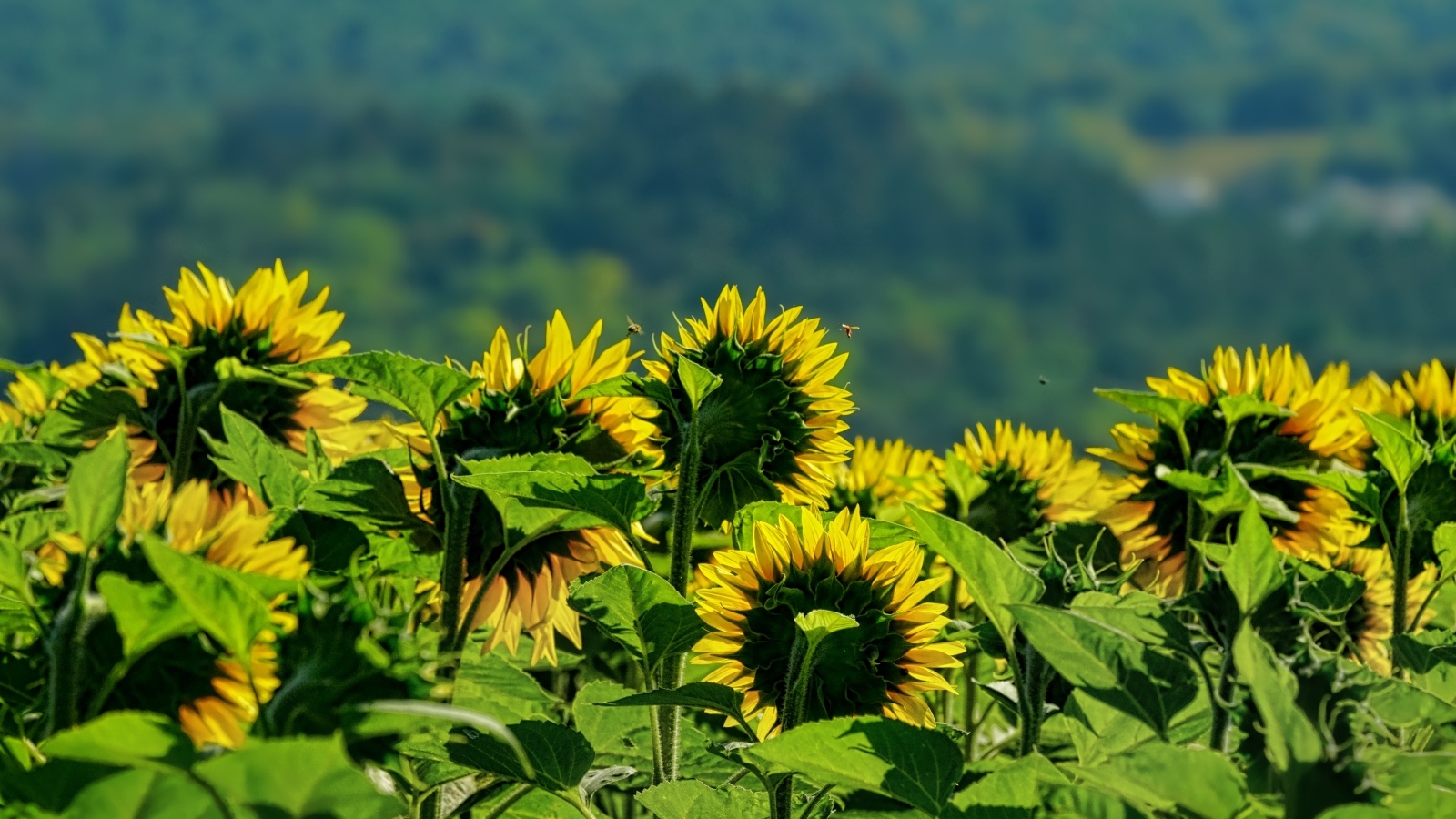 Поле цветущих подсолнухов в лучах солнца