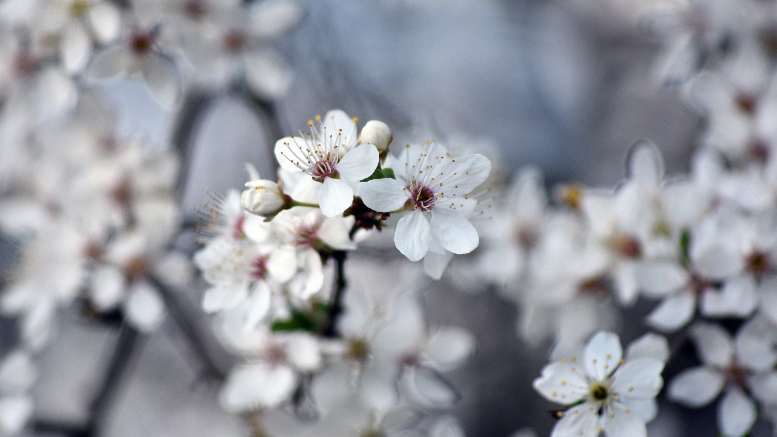 Ароматные цветы вишни на ветках 